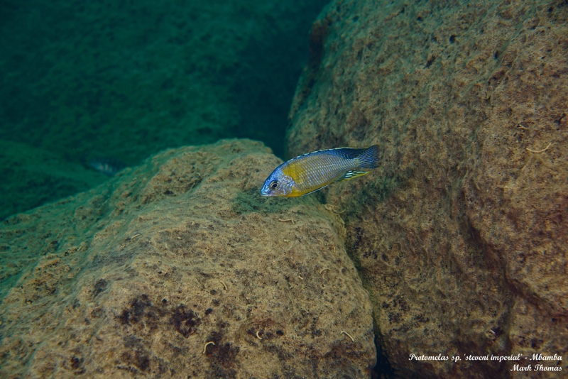 Protomelas sp. 'steveni imperial' Mbamba